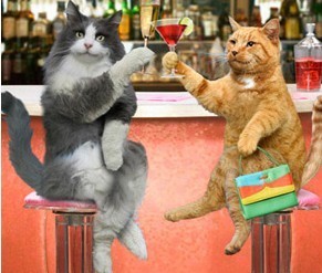猫会议